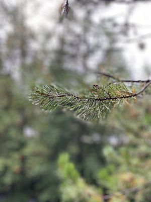 Brandywine Falls Provincial Park by null