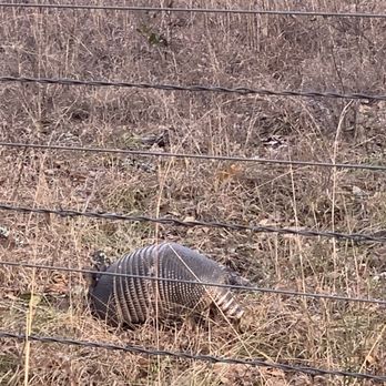 Cibolo Nature Center - Armadillo on hiking trail - Summer Camps Near Me - Boerne, Texas Cibolo Nature Center - Armadillo on hiking trail - Summer Camps Near Me - Boerne, Texas