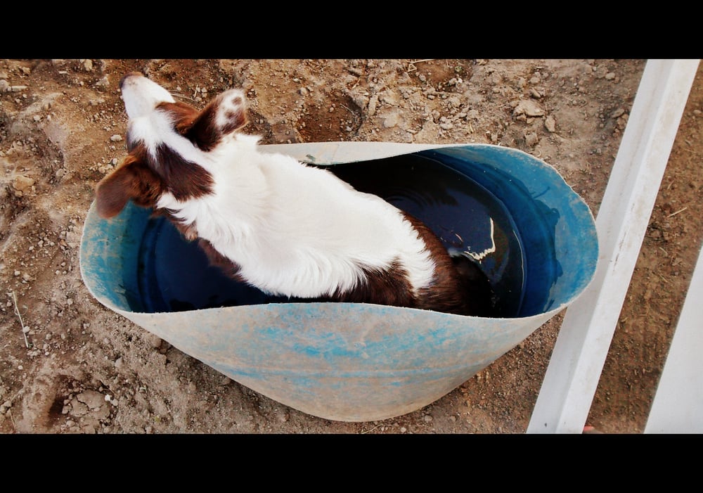 Horse Savvy Training - equestrian in Poway, CA