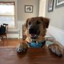 Photo of Downdog Daycare