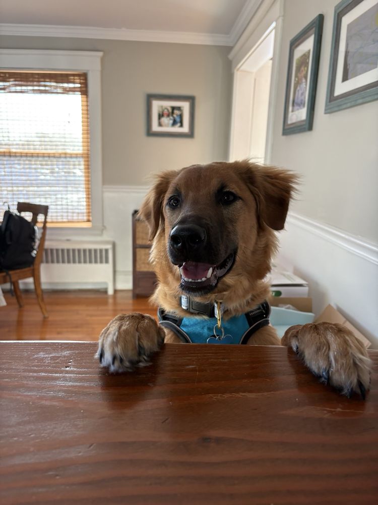 Downdog Daycare - pet boarding facility in Quincy, MA