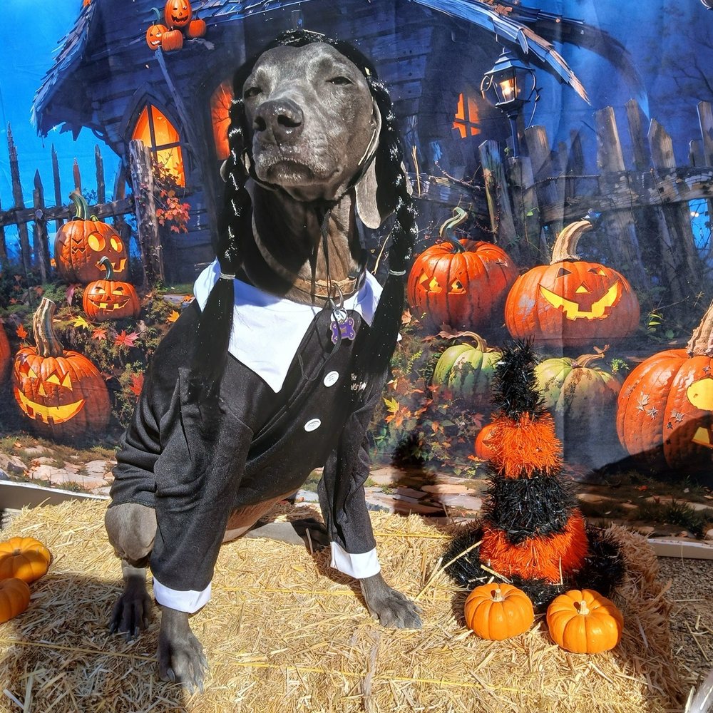 K-9 Kountry - Pet Training Near Me - Las Vegas, Nevada K-9 Kountry - Pet Training Near Me - Las Vegas, Nevada