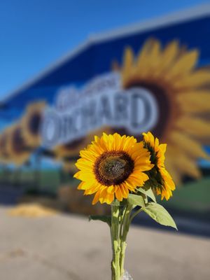Gilcrease Orchard by null