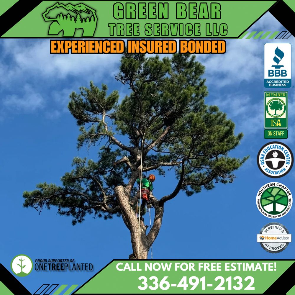Green Bear Tree Service - tree service in Kernersville, NC