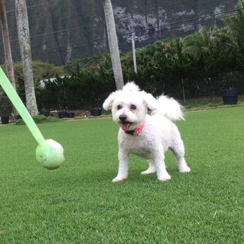Live Love Pet - Ball obsessed: Moco feeling good :) - Pet Groomers Near Me - Honolulu, Hawaii