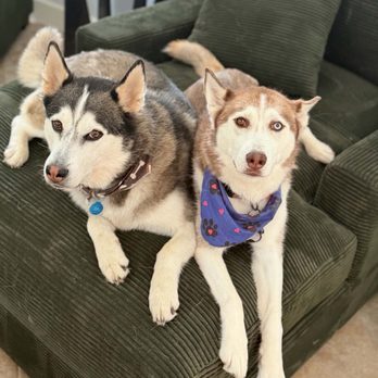 Pawsitive Paths - Dog Walkers Near Me Pawsitive Paths - Dog Walkers Near Me