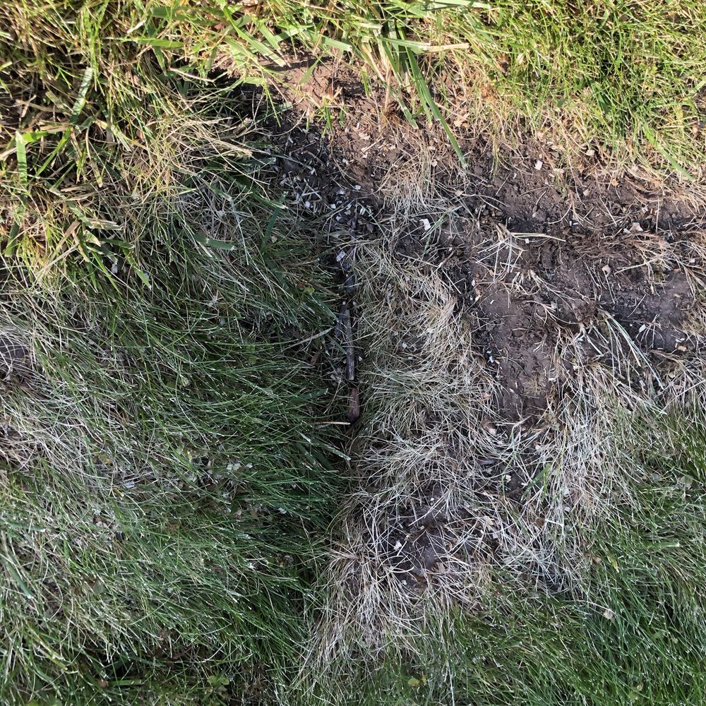 Norcal Arborists - Tree Services Near Me Norcal Arborists - Tree Services Near Me
