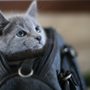 BluRose Cattery