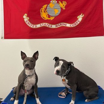 Fidelis K9 Training - Ellie is on the left, Willow is on the right. - Pet Training Near Me - Orangevale, California