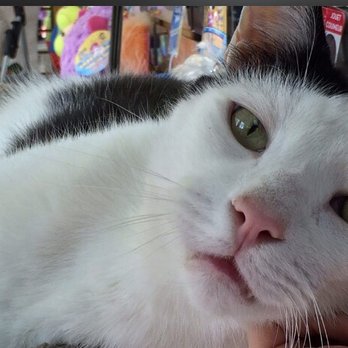 Carnegie Hill Veterinarians - Arnold was around 20 when he died. Carnegie took good care of him for Furry Paws. We miss him in the window. 11/09/18 - Veterinarians Near Me - New York, New York Carnegie Hill Veterinarians - Arnold was around 20 when he died. Carnegie took good care of him for Furry Paws. We miss him in the window. 11/09/18 - Veterinarians Near Me - New York, New York