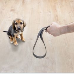 Beverly's Dog Grooming Salon - This is how Beverly cares for your dog.