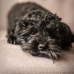 Lani Tinio Photography - Oreo in his "me" time