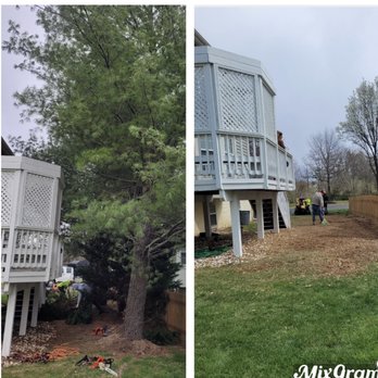JC Tree Services and Landscaping - We remove some pine trees, amazing look after everything is remove and clean. - Lawn Services Near Me JC Tree Services and Landscaping - We remove some pine trees, amazing look after everything is remove and clean. - Lawn Services Near Me