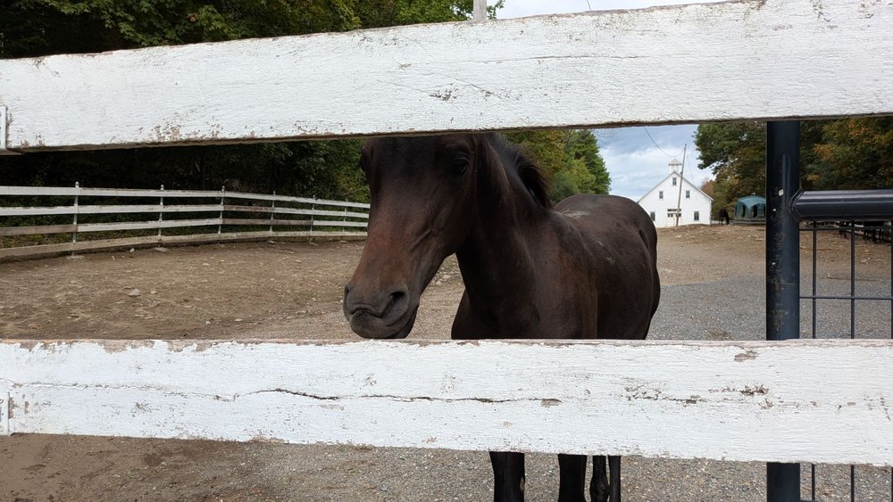 University of Vermont Morgan Horse Farm - equestrian in Middlebury, VT
