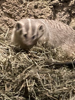 Photo of Northwest Trek Wildlife Park - Eatonville, WA, US. The sleepy badger before a nap