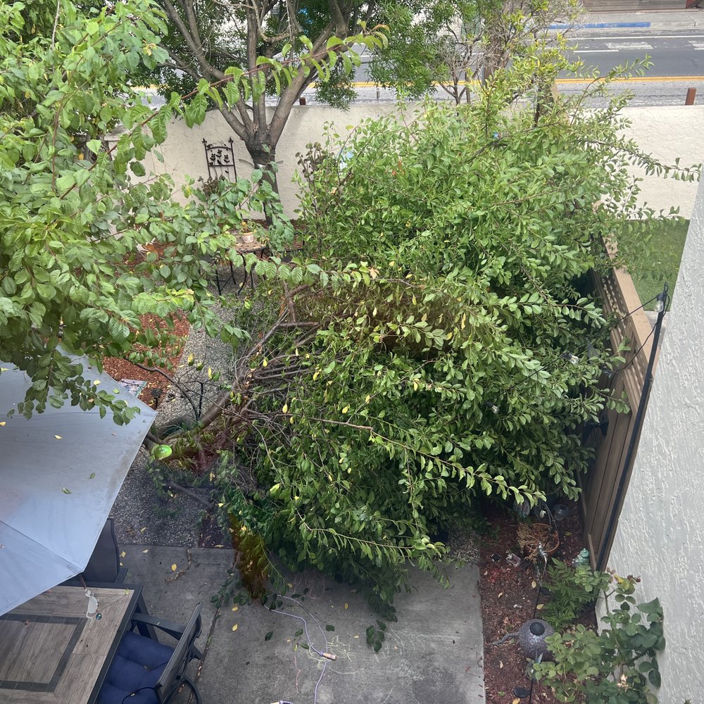 4 Seasons Tree Services - Before with the broken limb - Tree Services Near Me