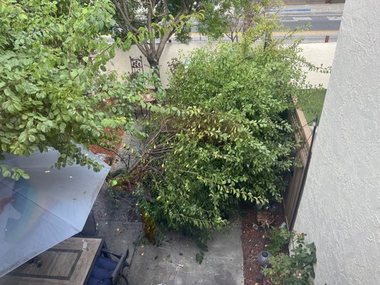 Tree Removal Service - Tree Removed...No Problem Tree Removal Service - Tree Removed...No Problem