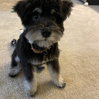 Groom By Harry - Before - Pet Groomers Near Me
