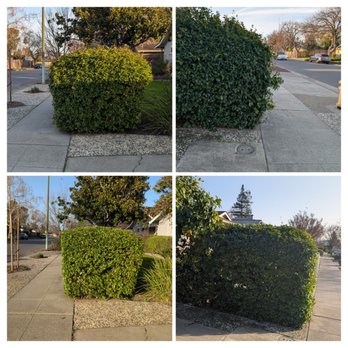 Frank's Yard Clean-Up - Before/after of the sidewalk hedges. - Landscaping Near Me Frank's Yard Clean-Up - Before/after of the sidewalk hedges. - Landscaping Near Me