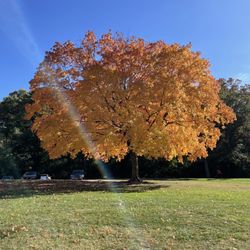 Maple Lake Overlook - Yellow one (2nd week oct)