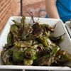 Fuse Box - An Asian Eatery gift card