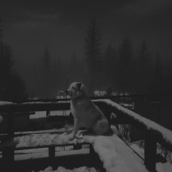 Red Mountain Canine