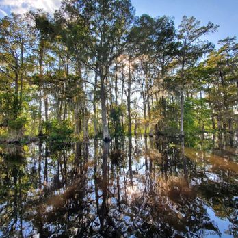 Ultimate Swamp Adventures - Swamp - Tours Near Me - Westwego, Louisiana