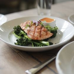 Salmon