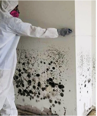 Mold Remediation - Mold Remediation