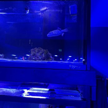 MC Aquatics - Saltwater tank - Local Fish Stores Near Me - Englewood, Colorado