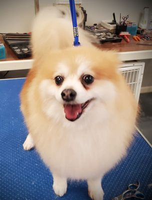 Exquisite Dog Groomer Salisbury Nc Wallpaper Concept Exquisite Dog Groomer Salisbury Nc Wallpaper Concept