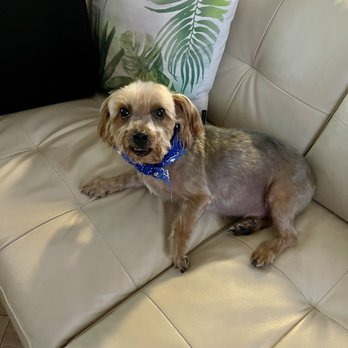 Old Town Pet Grooming - They always do a great job with my little baby Gizmo - Pet Groomers Near Me - Garden Grove, California Old Town Pet Grooming - They always do a great job with my little baby Gizmo - Pet Groomers Near Me - Garden Grove, California