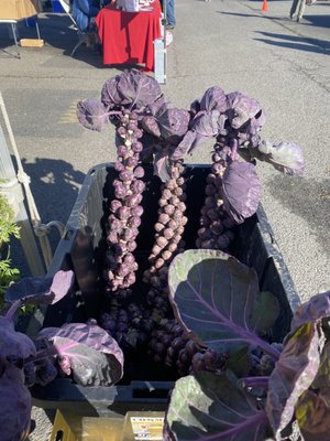 Hillsdale Farmers' Market by null