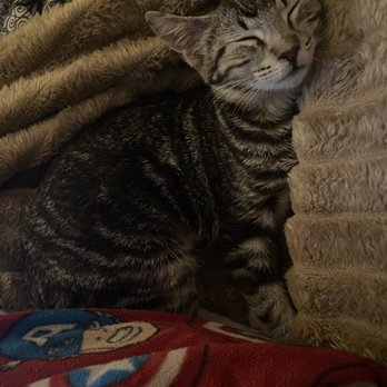 Orphan Kitten Rescue - Pet Adoption Near Me - Manteca, California Orphan Kitten Rescue - Pet Adoption Near Me - Manteca, California