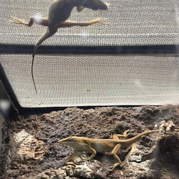 The Reptile Shack - Green Anoles - Local Fish Stores Near Me - Rockwood, Tennessee The Reptile Shack - Green Anoles - Local Fish Stores Near Me - Rockwood, Tennessee
