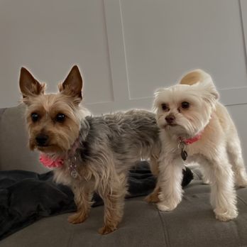 Ooh Puppy - Pet Groomers Near Me - La Mirada, California Ooh Puppy - Pet Groomers Near Me - La Mirada, California