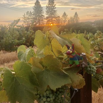 Field Number Fifteen - My buddy, Pepè, enjoying the sunset. - Wineries Near Me - Placerville, California Field Number Fifteen - My buddy, Pepè, enjoying the sunset. - Wineries Near Me - Placerville, California