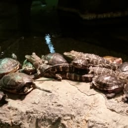 Alligators and turtles Alligators and turtles