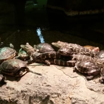 Otronicon - Alligators and turtles - Arcades Near Me - Orlando, Florida Otronicon - Alligators and turtles - Arcades Near Me - Orlando, Florida
