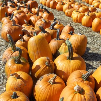 Millbrae Nursery School - MNS Fall Field Trip - Child Care & Day Care Near Me - Millbrae, California
