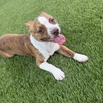 Johnny's Doghouse - Pet Boarding Near Me - Cottonwood, Arizona