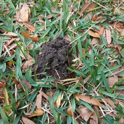 Baker's Outside Services and Solutions - Earth Worm Casting Are A Sign Of Health Organic Soil. Using The Best Compost Teas And Carbon Based Fertilizers Makes This Possible.