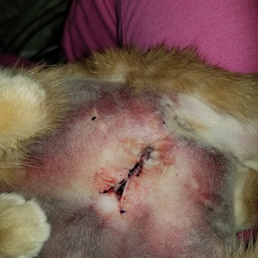 Veterinary Surgical Solutions - 3 days post op bruising of entire abdomen. - Veterinarians Near Me - Austin, Texas Veterinary Surgical Solutions - 3 days post op bruising of entire abdomen. - Veterinarians Near Me - Austin, Texas