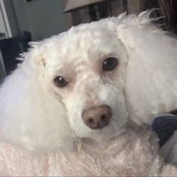 Carmel Joy Baird - This is my little sweetheart. Thought he'd help you through your day,,