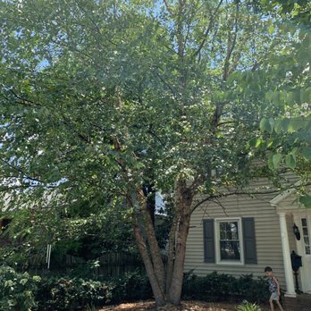 Stringfellow's Tree Service - The birch tree we wanted removed - Tree Services Near Me - Amissville, Virginia
