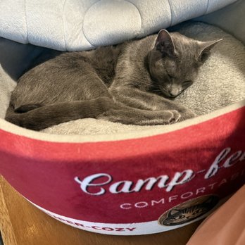 Seattle Meowtropolitan - Queen kitty bed - Themed Cafes Near Me - Seattle, Washington