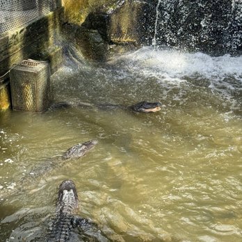 Gator Golf - Mini Golf Near Me - Orlando, Florida