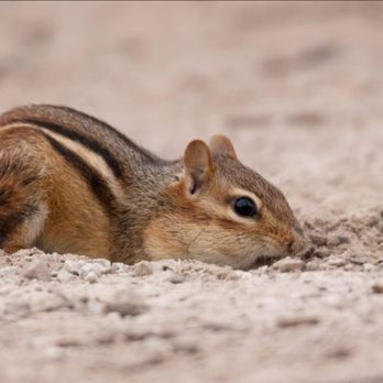 Herpetological Surveys - Chipmunk
Tamias striatus - Wildlife Control Near Me Herpetological Surveys - Chipmunk
Tamias striatus - Wildlife Control Near Me