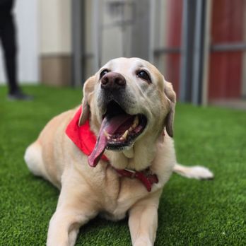 The Dog Stop - Tustin - Pet Groomers Near Me - Tustin, California The Dog Stop - Tustin - Pet Groomers Near Me - Tustin, California