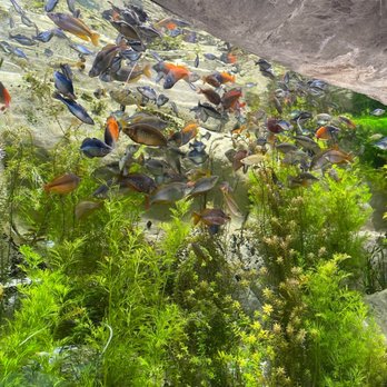 Downtown Aquarium - Museums Near Me - Denver, Colorado Downtown Aquarium - Museums Near Me - Denver, Colorado